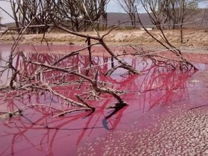 Dejetos de pocilga deixa água de lagoa vermelha
