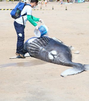 Baleia morta é achada encalhada em praia 