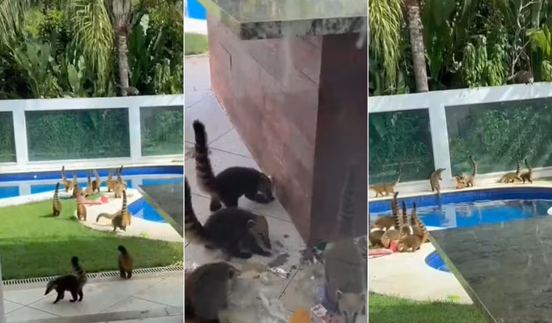 Casa é invadida por quatis e folia chama atenção nas redes