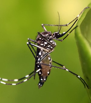 Prefeitura de Arapiraca divulga bairros com mais incidência de casos de dengue