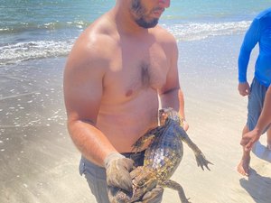 [Vídeo] Jacaré aparece nadando no mar da Praia de Japaratinga
