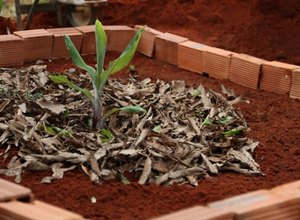 Projeto difunde práticas sustentáveis em comunidades agrícolas 