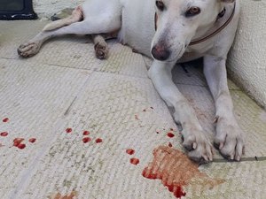 Cadela resgatada em rua de Arapiraca está com câncer e precisa de tratamento