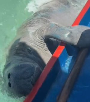 Peixe-boi curioso faz “visita” a turista em passeio pelas piscinas naturais de Milagres