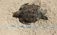 Tartaruga encontrada na Barra de São Miguel