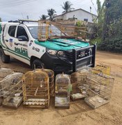 Operação Onda Verde da PM apreende aves silvestres e arma de fogo no interior