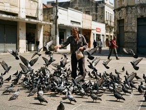 Superpopulação de pombos em Arapiraca: ﻿doença ligada às fezes pode gerar morte