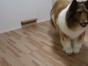 [Vídeo] Homem gasta 80 mil reais para realizar sonho de se vestir de cão