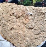 Bloco de calcário com fósseis de dinossauros é descoberto em MG