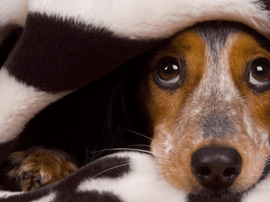 Saiba como proteger o seu cão durante a queima de fogos no Réveillon