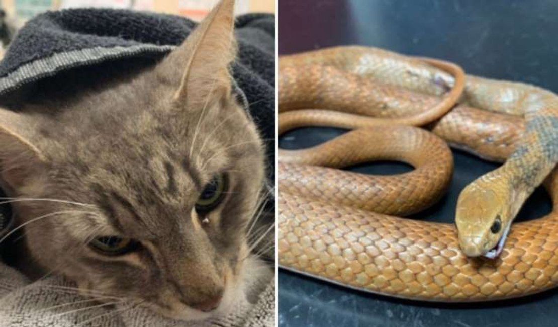 Gato morre ao defender a sua família contra cobra venenosa
