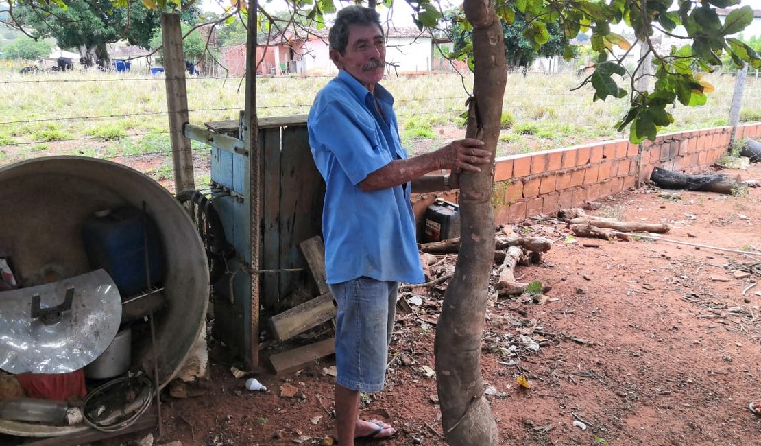 [Vídeo] Agricultor arapiraquense colhe macaxeira com mais de dois metros de comprimento