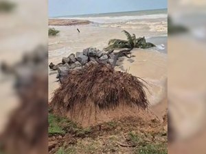 Coqueiro desaba na Praia de Jacarecica após chuvas e avanço do mar em Maceió