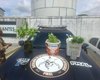 Polícia Militar apreende 5kg de drogas e descobre plantação de maconha em Maceió