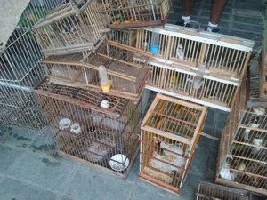 Batalhão de Polícia Ambiental apreende 140 pássaros em feiras livres