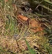Cadáver com sinais de violência é encontrado às margens da rodovia BR-416 em Colônia Leopoldina
