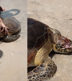 Tartaruga é encontrada com crânio esmagado na Praia de Peroba, em Maragogi