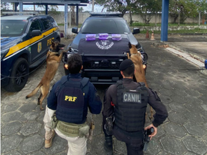 Homem é preso com 6,1 kg de skunk dentro de ônibus em São Sebastião