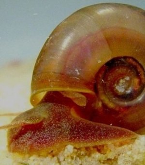 Saúde de Maceió orienta para prevenção, diagnóstico e tratamento da Esquistossomose