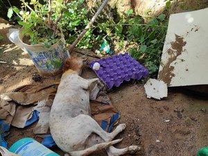 Envenenamento de animais causa revolta em Maragogi
