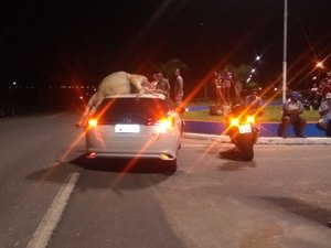 Colisão: Toyota Yaris atinge jumento na rodovia BR 316 e animal fica no teto do veículo