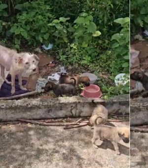 [Vídeo] Cadelinha e filhotes são abandonados em estrada de Arapiraca; moradores pedem resgate