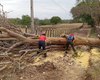 Fortes chuvas provocam queda de árvore no meio da estrada na zona rural de Palmeira