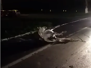 Motociclista morre após colidir com cavalo na BR-316, em Pilar