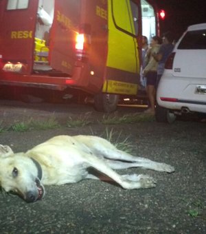 [Vídeo] Duas pessoas ficam feridas e cachorro morre após colisão 