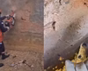 Cachorro fica preso entre paredes e bombeiros abrem buraco no muro para resgate em Colatina