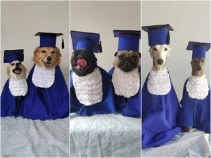 Cães ganham 'formatura' especial com beca, diploma e boletim em creche de MS; veja fotos