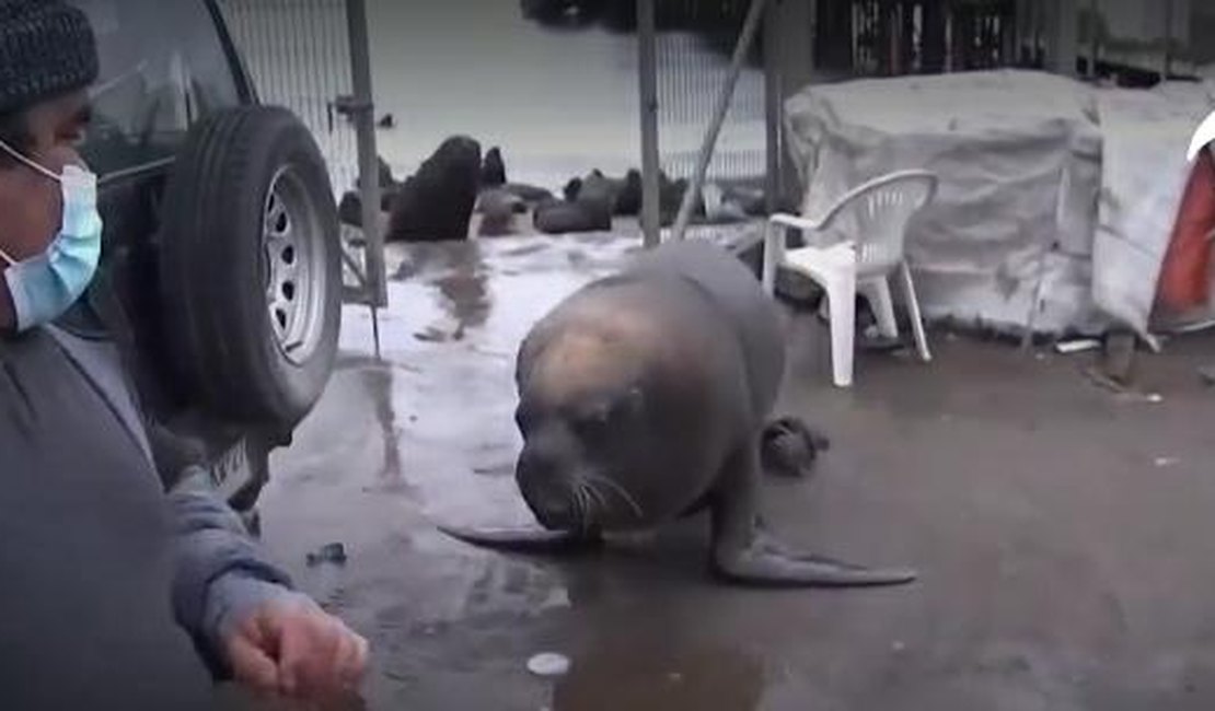 Leões-marinhos interrompem entrevista ao serem chamados de 'praga'