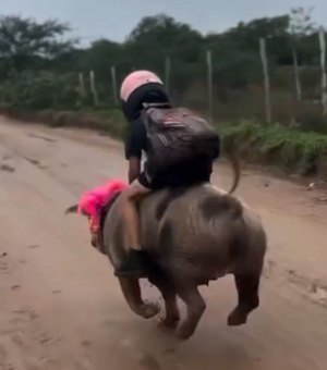 De Girau do Ponciano para o mundo: Gutinho Rocha viraliza ao voltar da escola montado em um porco