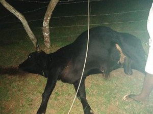 Animal morre eletrocutado após queda de fio de alta tensão em Arapiraca