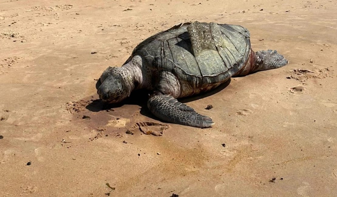 Tartaruga é achada morta em praia do município de Barra de Santo Antônio