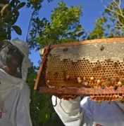 Órgãos lançam projeto para aumentar produção e exportação de própolis produzido em AL