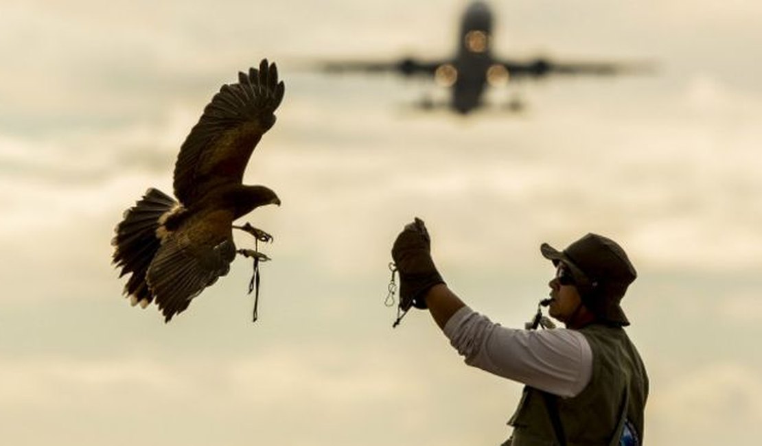 A arte milenar que ensina falcões a prevenir acidentes aéreos