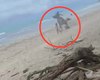 [Vídeo] Criança de seis anos é atropelada por cavalo em praia de Maceió