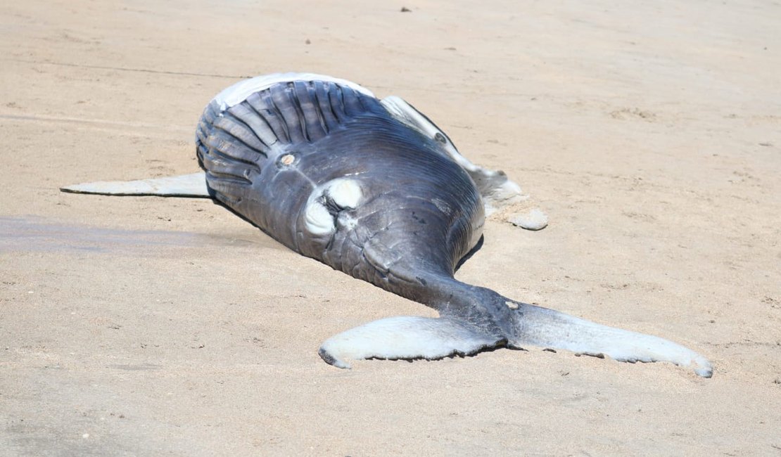 Filhote de baleia jubarte é encontrado morto em Maragogi