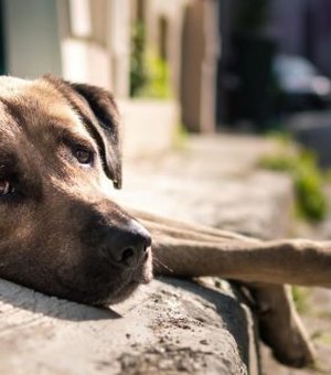 MPAL recomenda que prefeita de Delmiro Gouveia adote medidas para controle de animais nas ruas