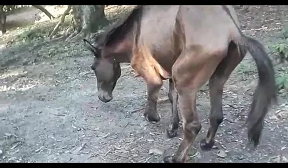Cavalo manco viraliza na internet e ganha vaquinha para custear tratamento