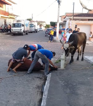 [Vídeo] Dez bovinos fogem de cercado e assustam populares em Arapiraca