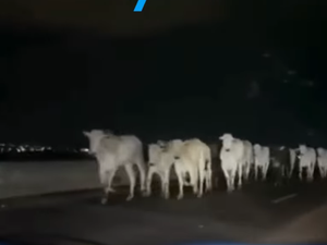 Boiada na pista assusta motoristas e expõe falhas de fiscalização na AL-220
