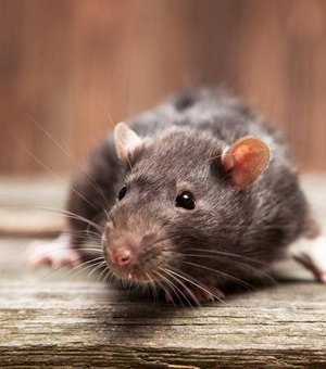 Isolamento social pode aumentar a presença de roedores e insetos em áreas residenciais