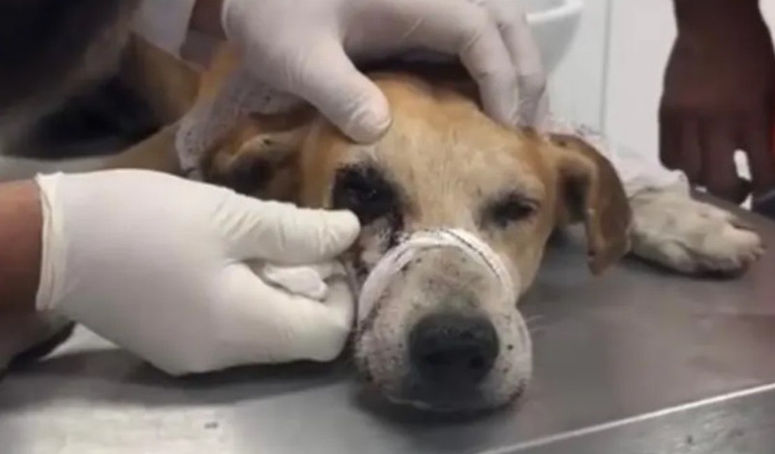 Cachorro é baleado no olho com espingarda de chumbo em União dos Palmares