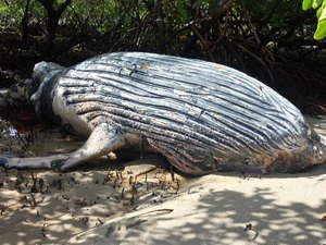 Filhote de baleia jubarte é encontrado morto no Litoral Sul