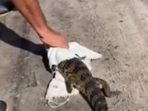 Jacaré é encontrado em condomínio fechado em Marechal Deodoro