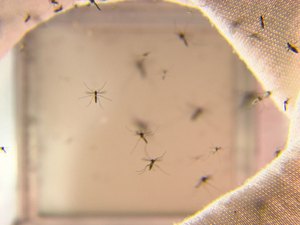 Casos de dengue crescem mais de 100% na capital