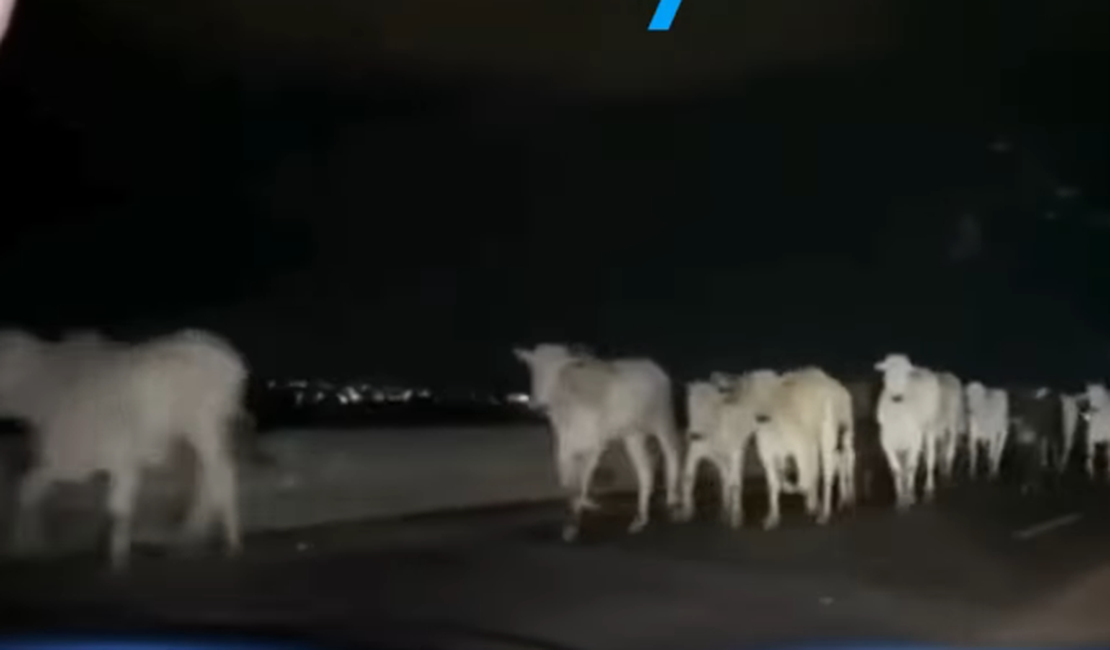 Boiada na pista assusta motoristas e expõe falhas de fiscalização na AL-220