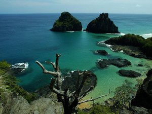 Pesquisadores descobrem possíveis novas espécies de peixe em Fernando de Noronha